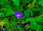 morning glory